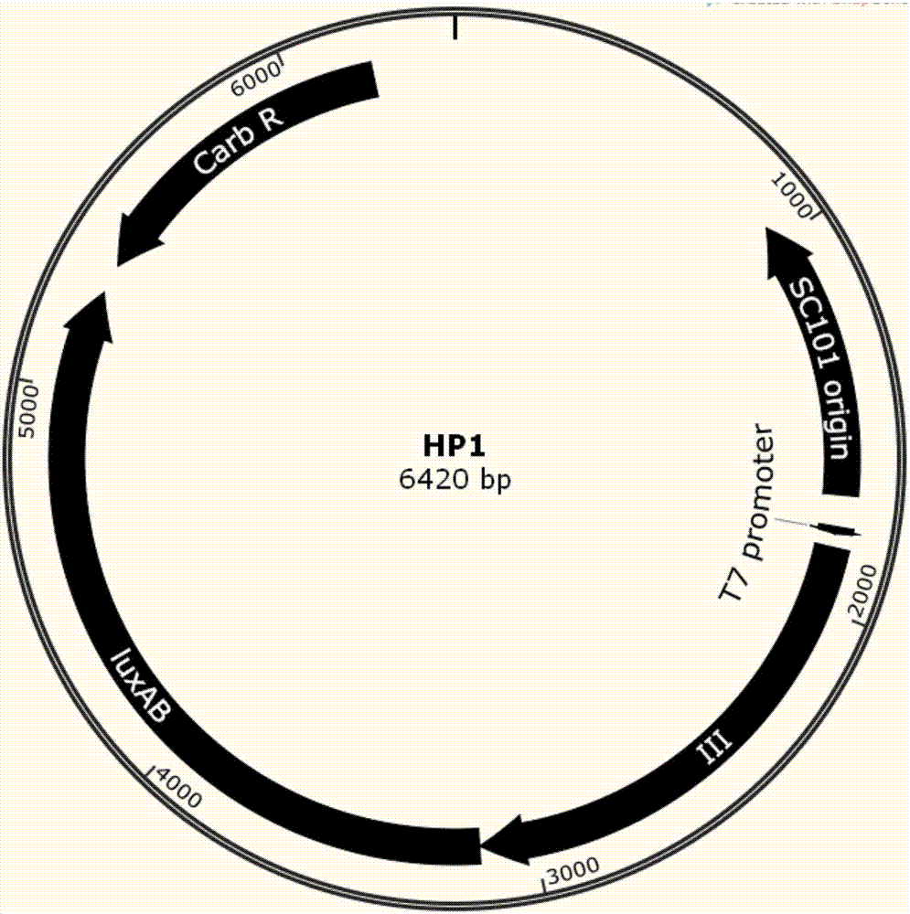 Phage-assisted multi-bacterial continuous directed evolution system and method