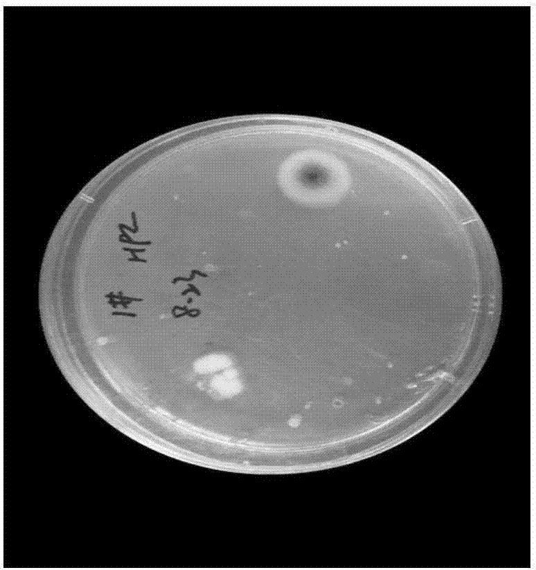 Method for screening and separating chlorine-resistant bacteria and Gordonia terrae strain obtained with same