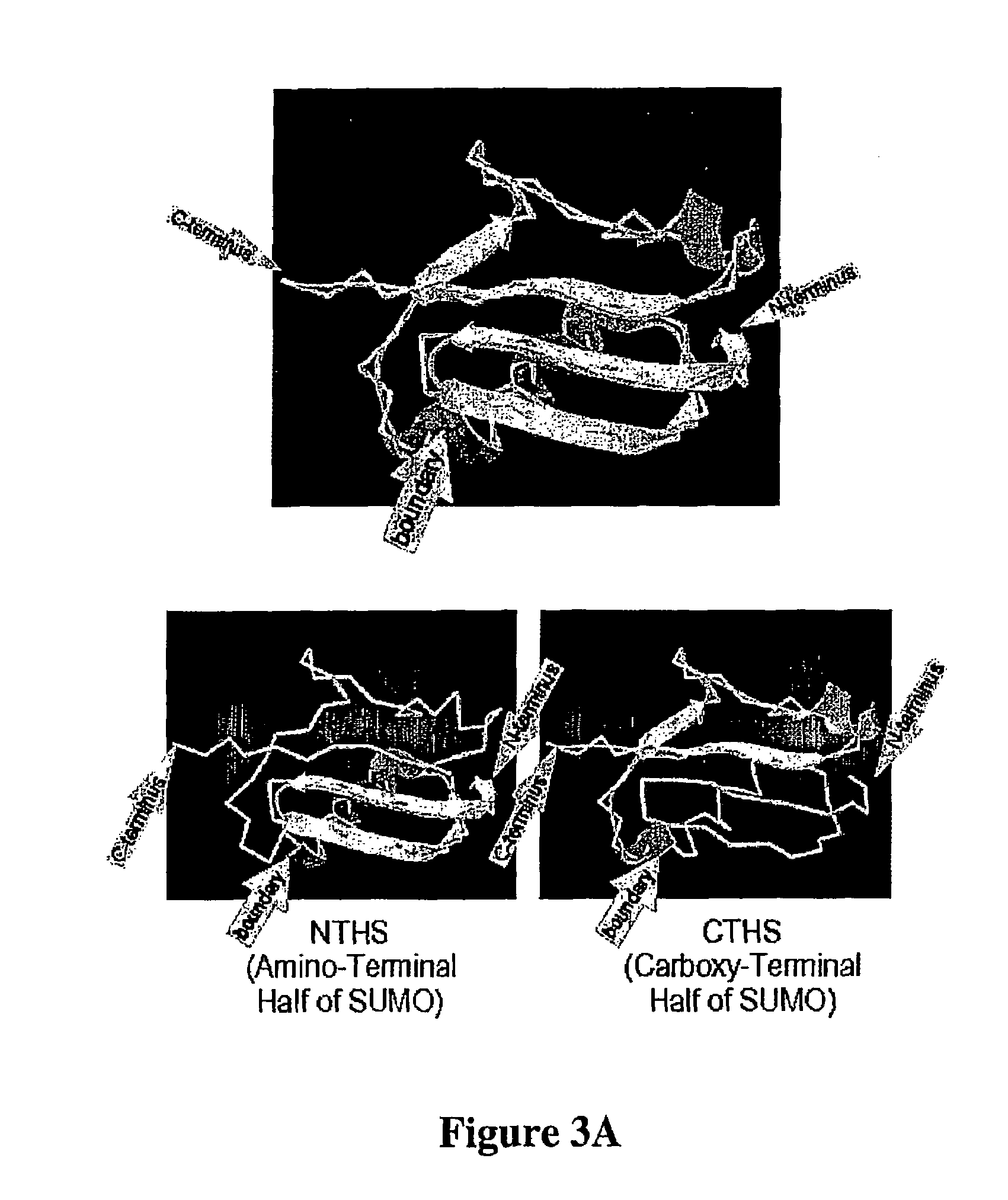 Methods and compositions for enhanced protein expression and purification