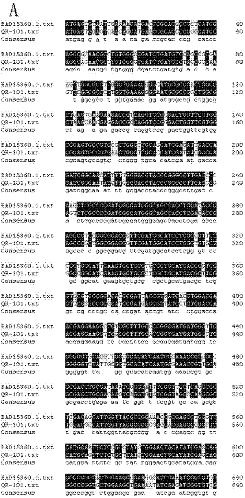 N-carbamyl-L-cysteine (L-NCC) amidohydrolase, encoding gene and application of recombinant expressed protein of L-NCC amidohydrolase