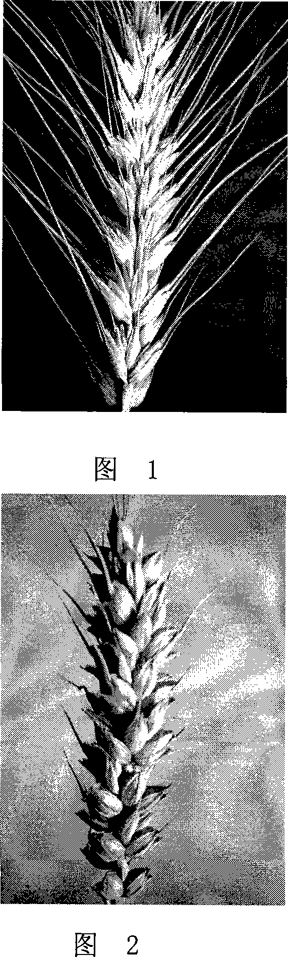 Method for auxiliary certification of preharvest sprouting resistant white wheat breed