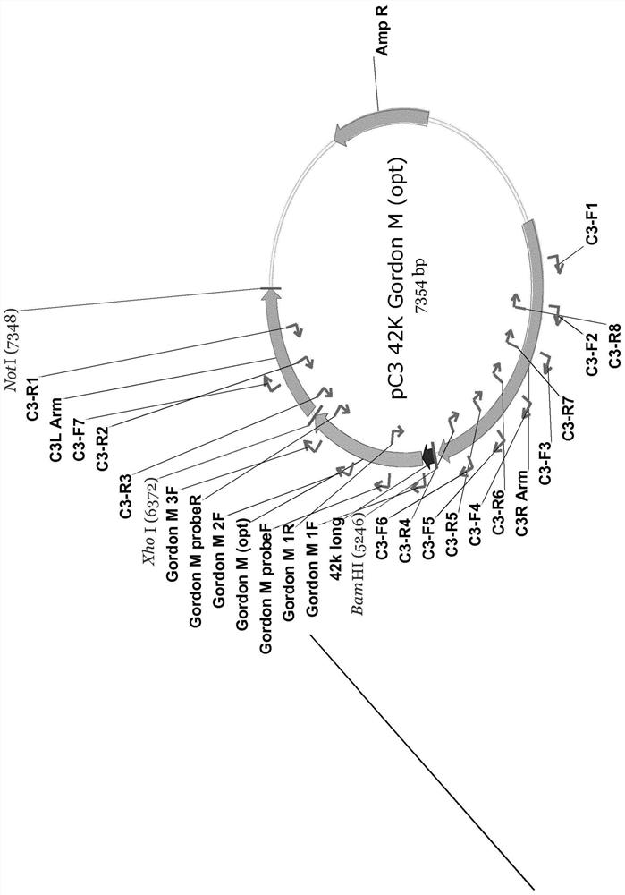 Recombinant viral vector systems expressing exogenous feline paramyxovirus genes and vaccines made therefrom