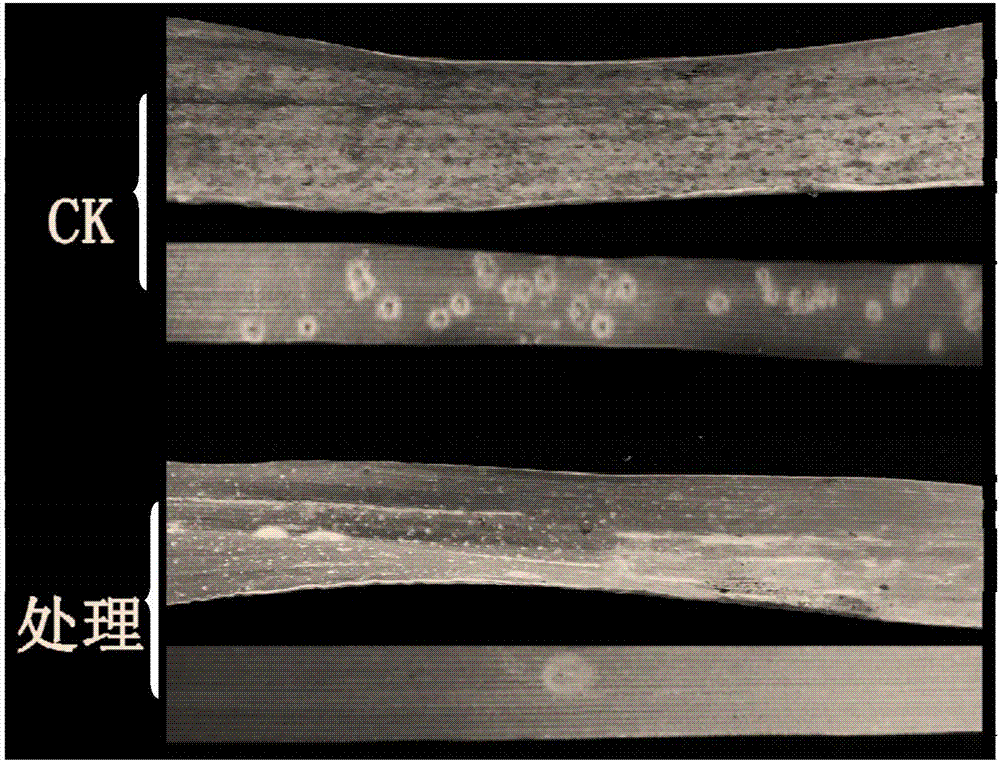 Wheat rust inhibitor and preparation method thereof