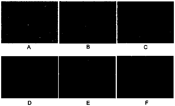 Canine parainfluenza virus strain and application thereof