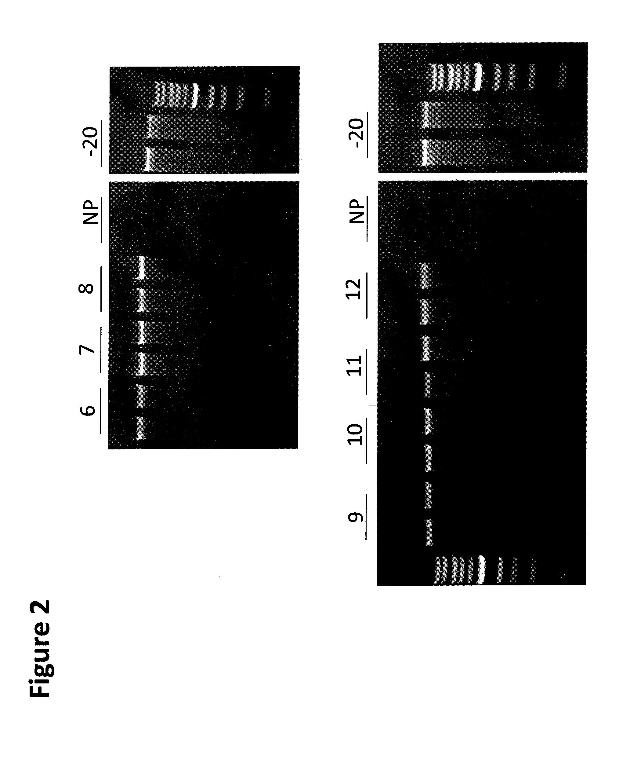 Compositions for stabilizing DNA, RNA and proteins in saliva and other biological samples during shipping and storage at ambient temperatures