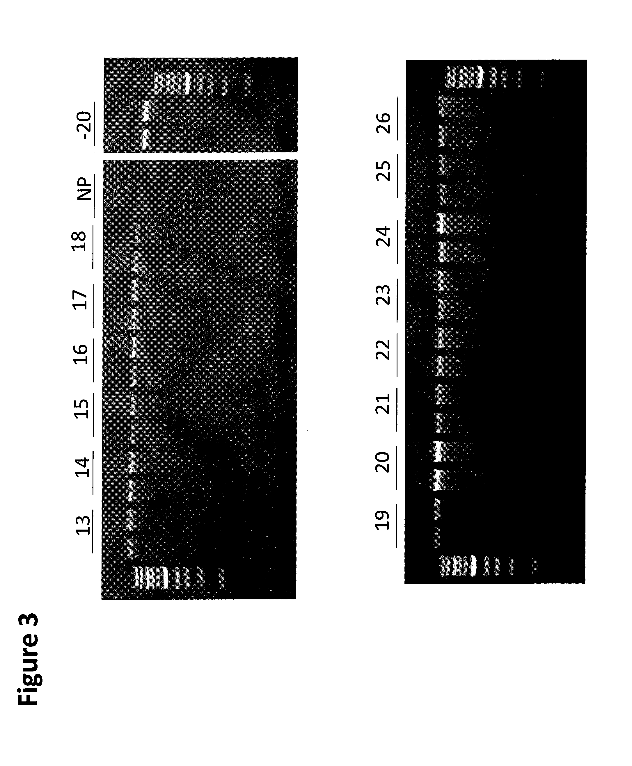 Compositions for stabilizing DNA, RNA and proteins in saliva and other biological samples during shipping and storage at ambient temperatures