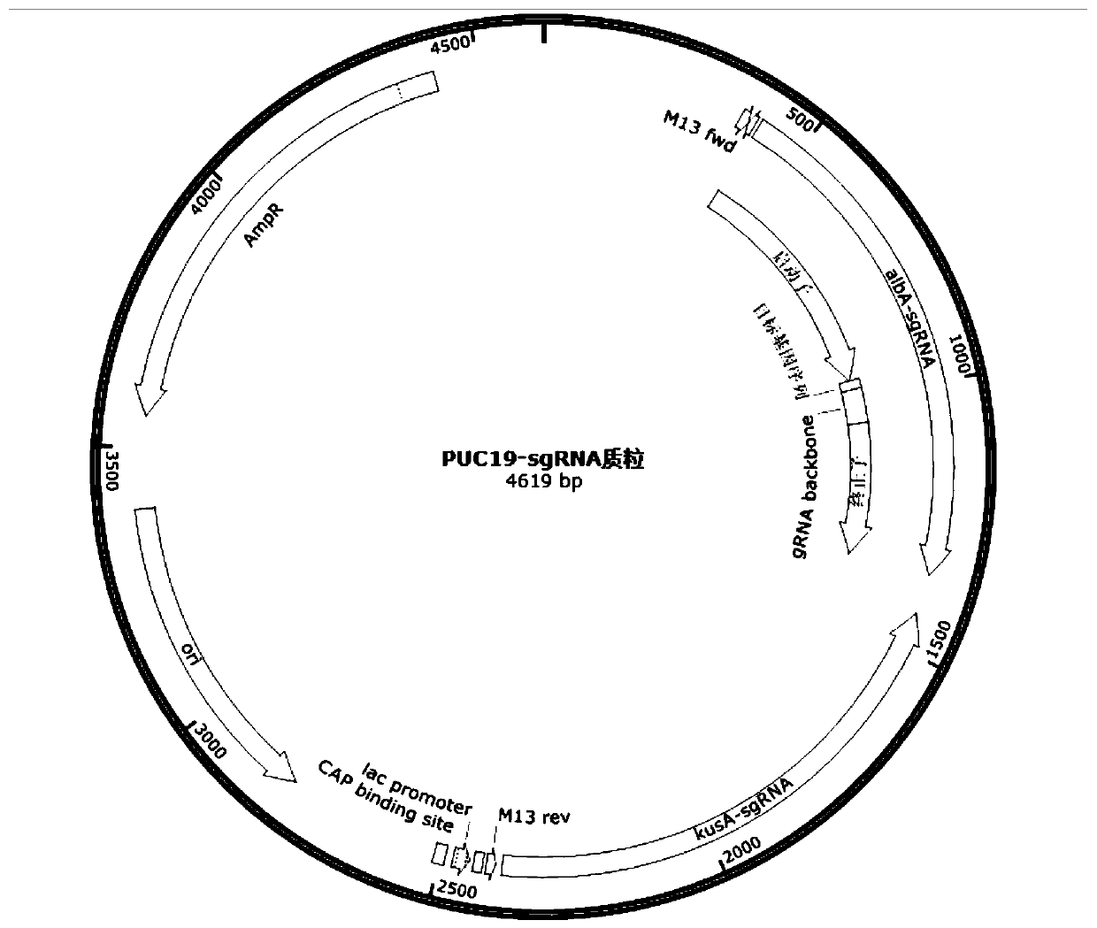 Method for quickly constructing aspergillus niger recombinant strain