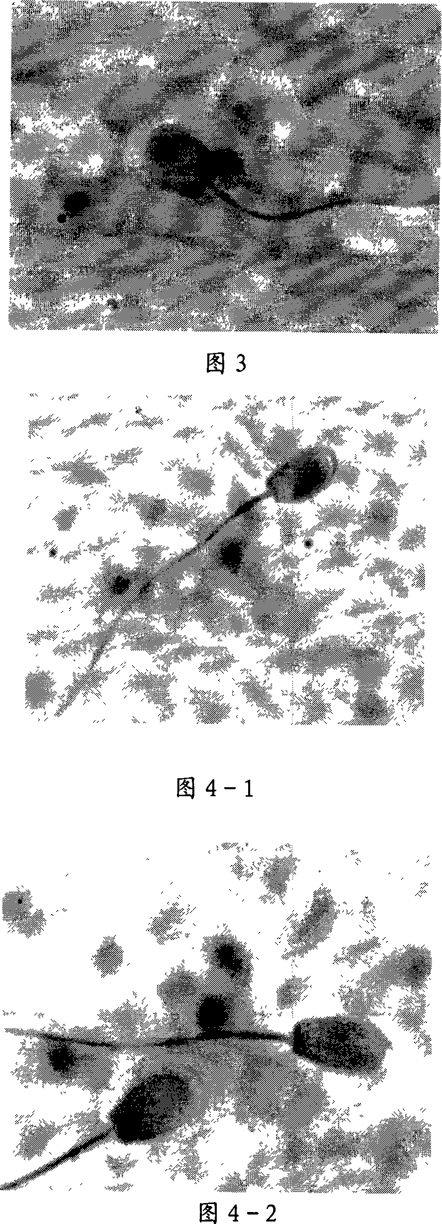 Method for producing and thawing grain type frozen semen of pig