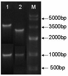 Transformation of acidic beta-mannase gene and construction of engineering bacteria of acidic beta-mannase gene