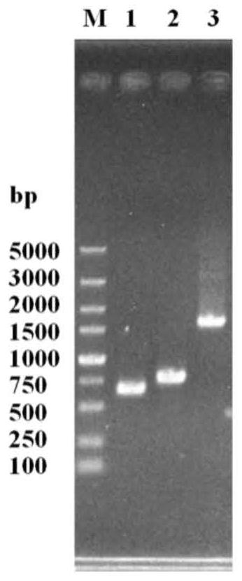 A brewer's yeast strain with low-yielding higher alcohol performance and its construction method