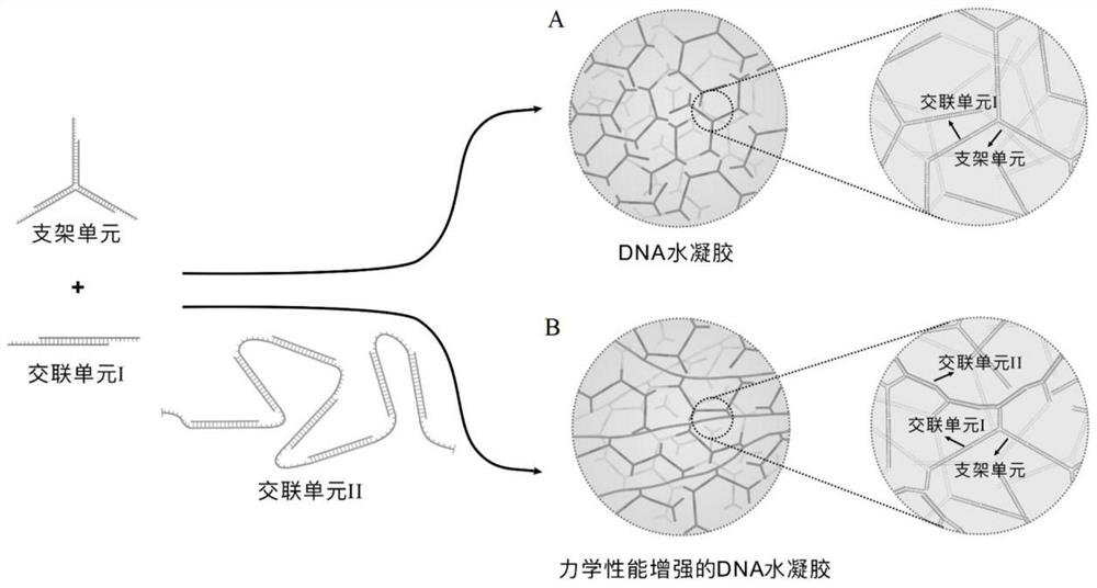 Nucleic acid hydrogel with improved mechanical properties as well as preparation method and application thereof