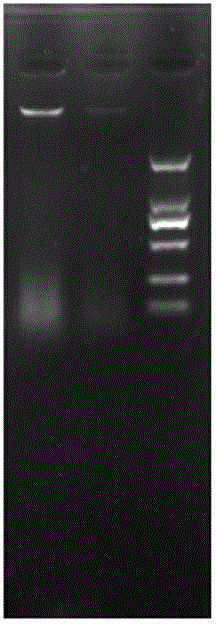 Rapid nucleic acid extraction device and method