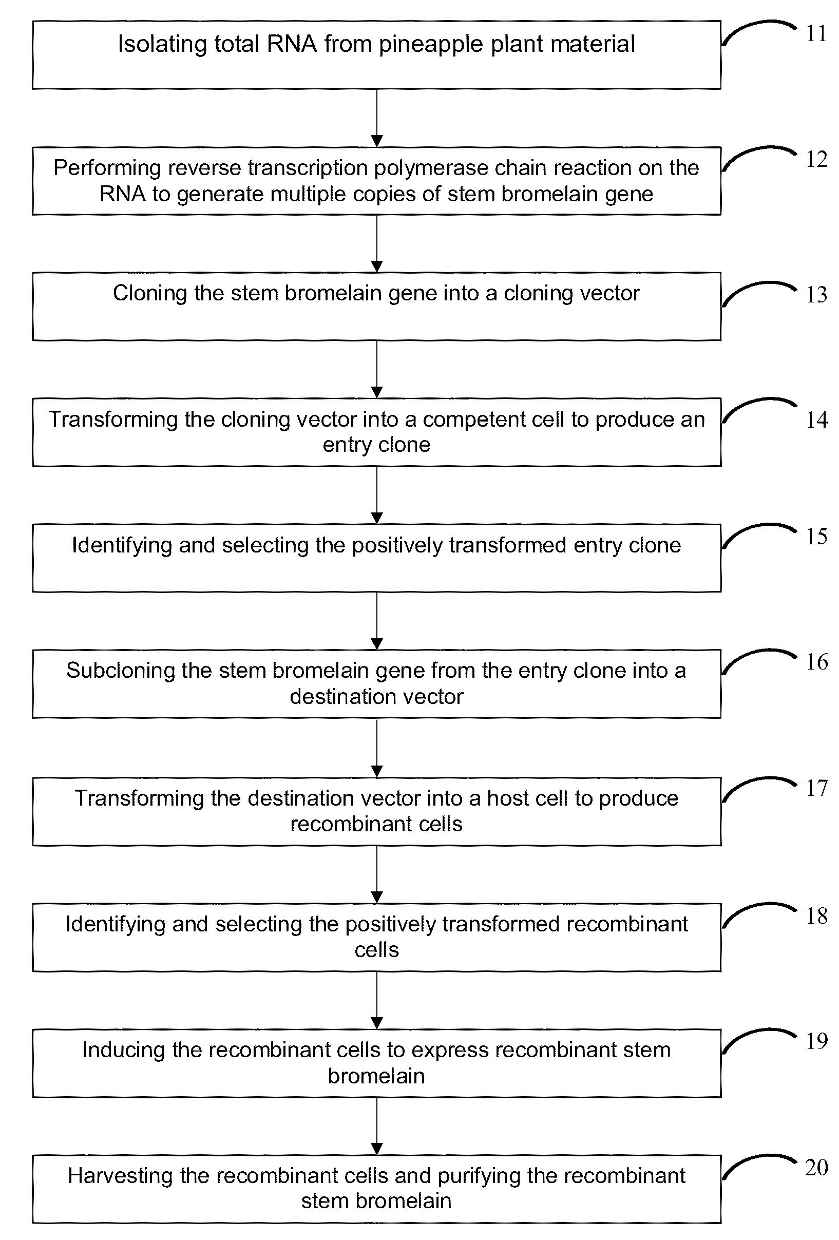 Method for Producing Recombinant Stem Bromelain