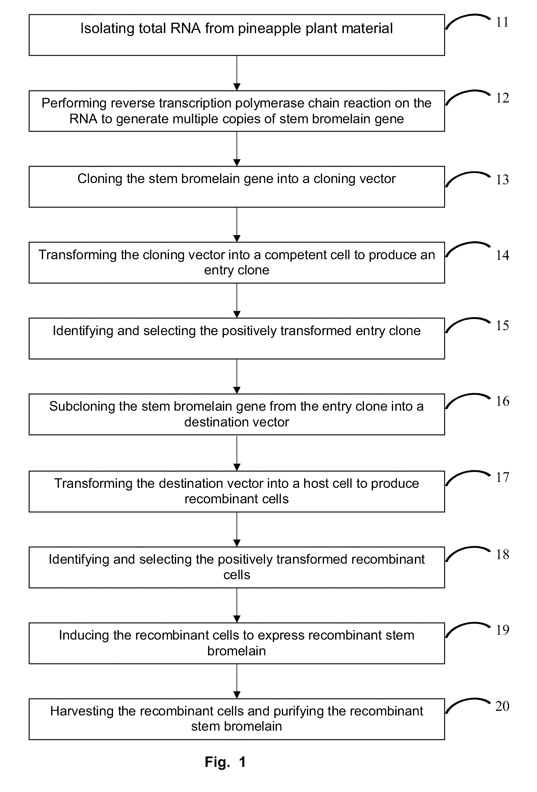 Method for Producing Recombinant Stem Bromelain