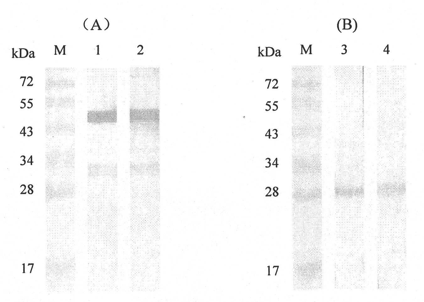 Anti-Pf332-DBL region monoclonal antibody capable of restraining invasion of plasmodiumfalciparum