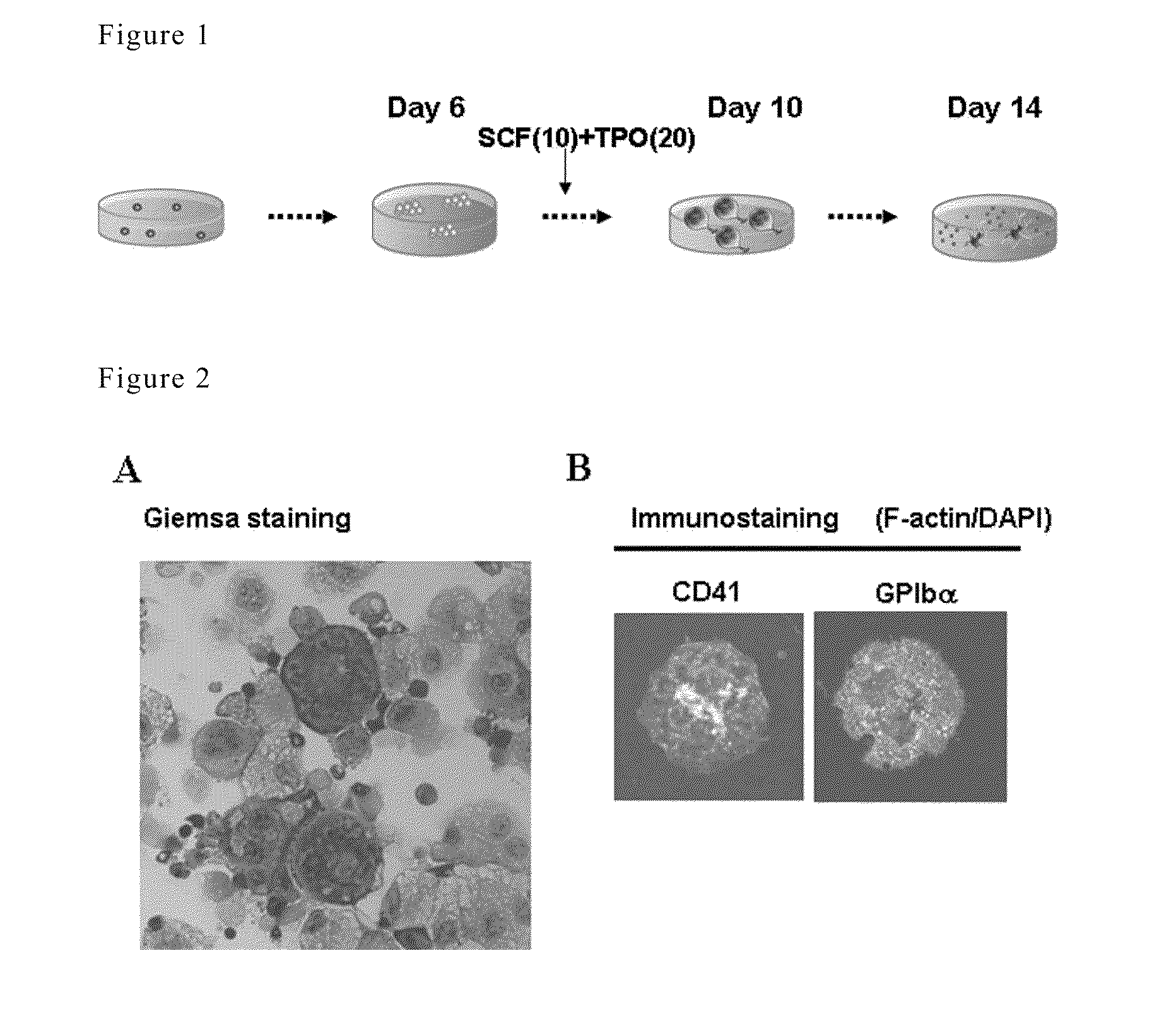 Method for preparation of platelet from iPS cell