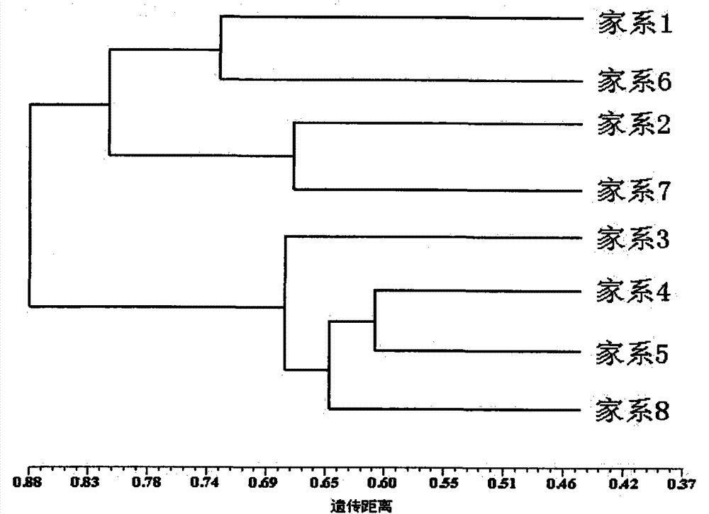 Molecular marker method for identifying fugu rubripes parentage as well as microsatellite and kit used for molecular marker method