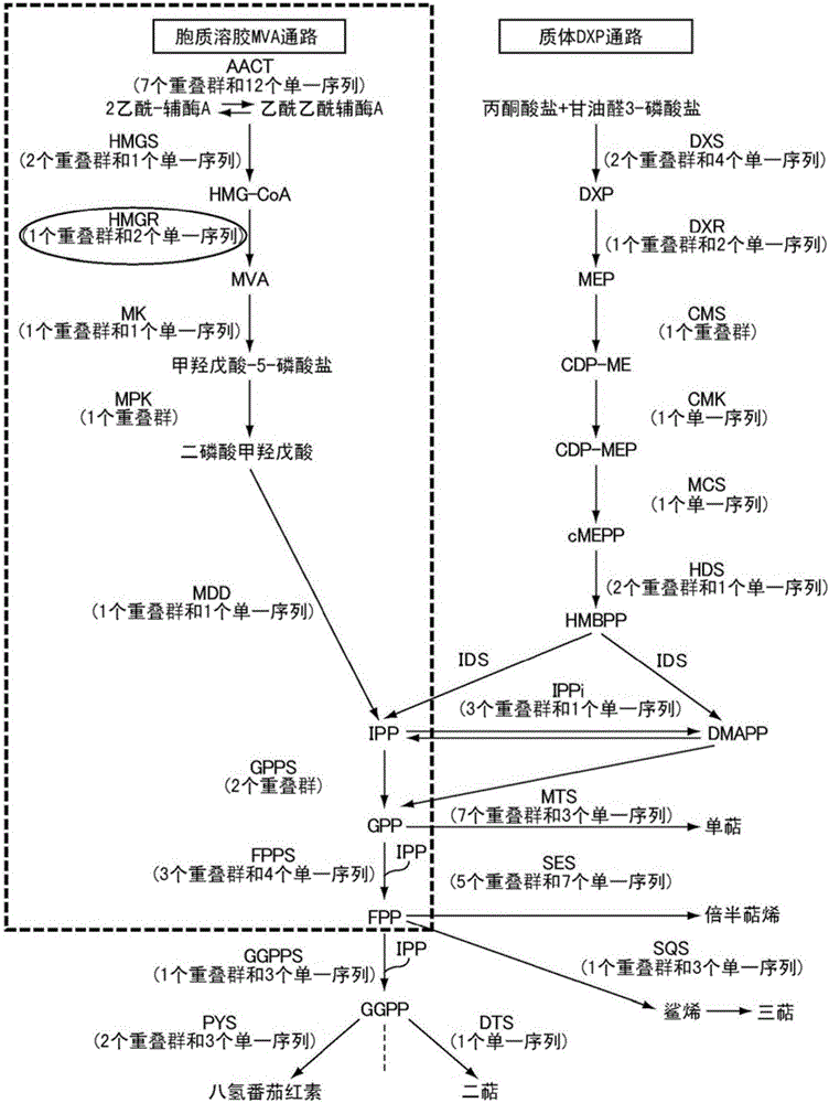 Mutein, method for producing said mutein, and gene encoding said mutein