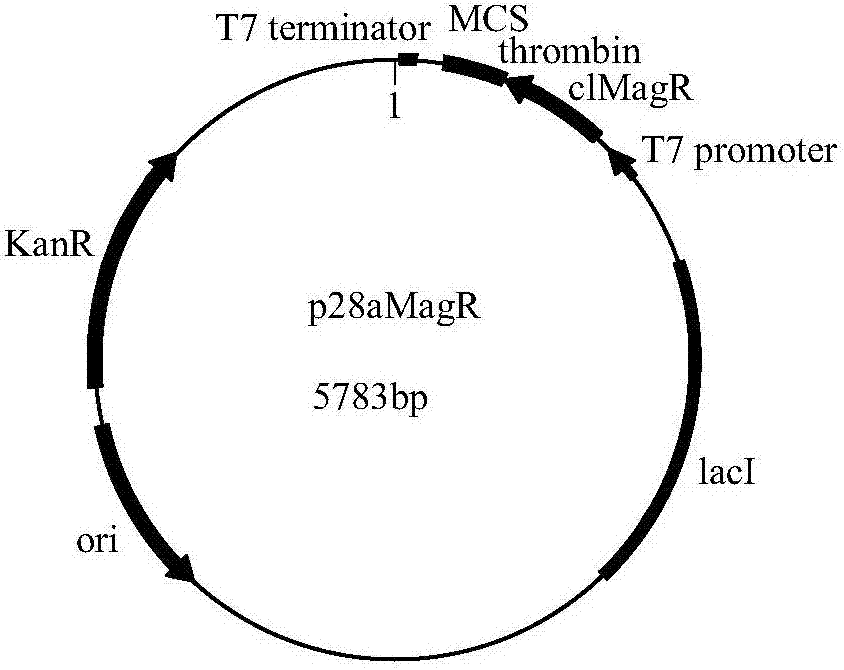 Method and application for realizing one-step purification and immobilization of foreign protein through magnetic induction protein serving as purification label, and universal vector