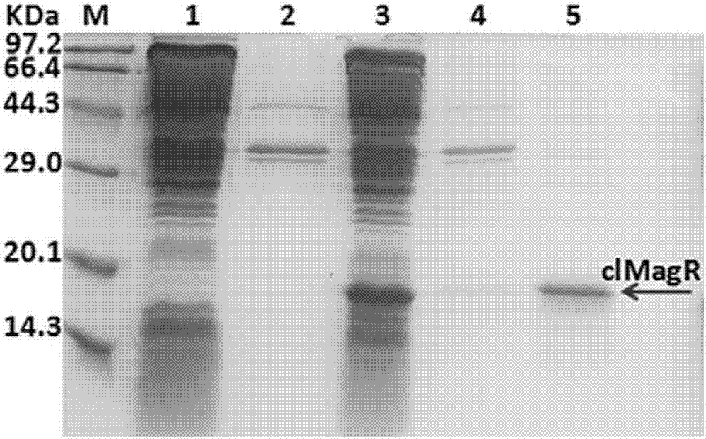 Method and application for realizing one-step purification and immobilization of foreign protein through magnetic induction protein serving as purification label, and universal vector