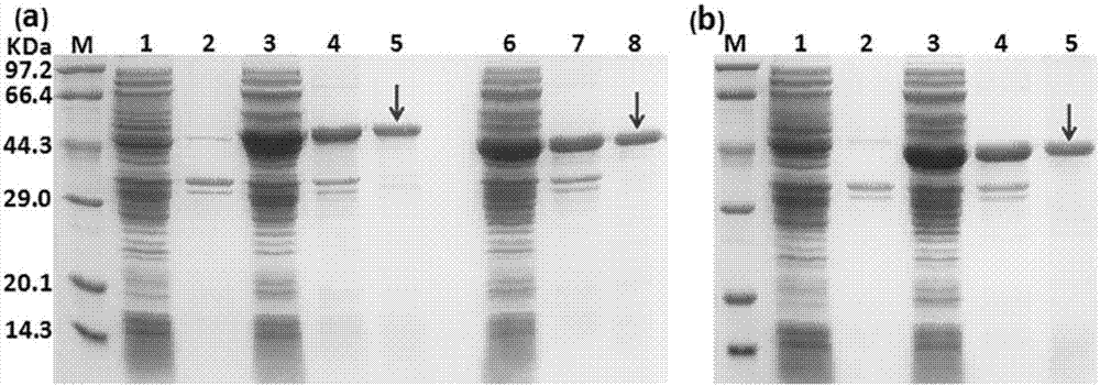 Method and application for realizing one-step purification and immobilization of foreign protein through magnetic induction protein serving as purification label, and universal vector