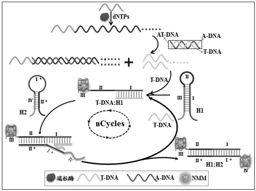 Triple-amplification-technology-based homogeneous-phase label-free method for detecting activity of telomerase