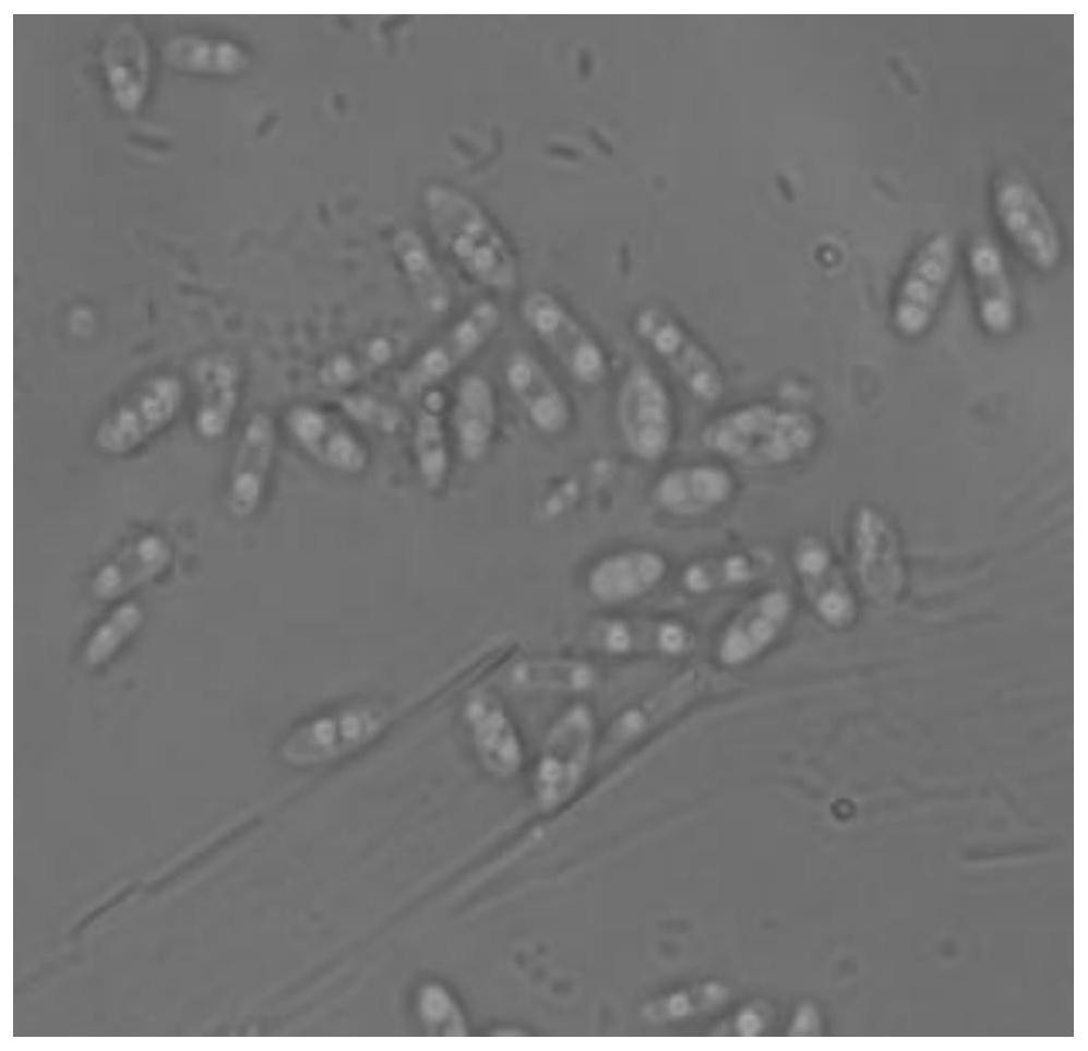 A single-cell oil-producing cryptococcus and a method for producing oil by culturing crude glycerol