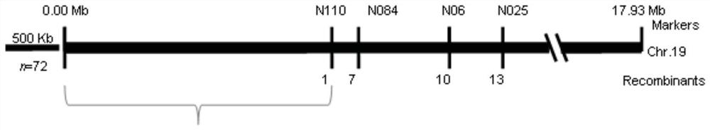 The estrogenic gene ferr and the estrogenic gene ferr-r in Populus americana and their application