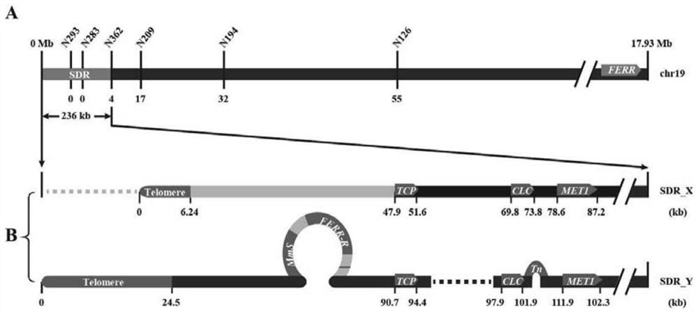 The estrogenic gene ferr and the estrogenic gene ferr-r in Populus americana and their application