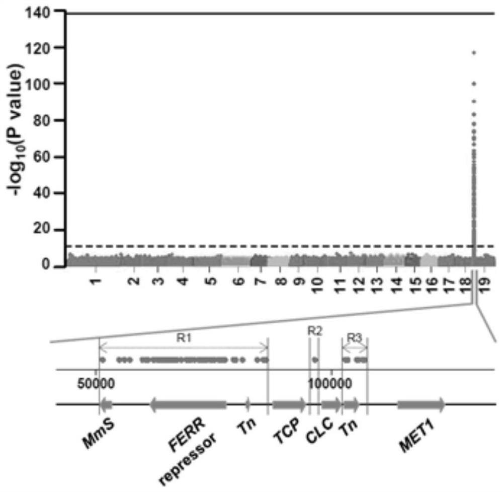 The estrogenic gene ferr and the estrogenic gene ferr-r in Populus americana and their application