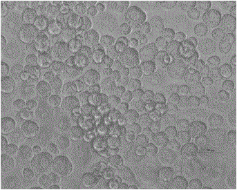 Primary culture method of ampullaria gigas heart tissue cell