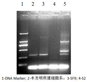 Primary culture method of ampullaria gigas heart tissue cell