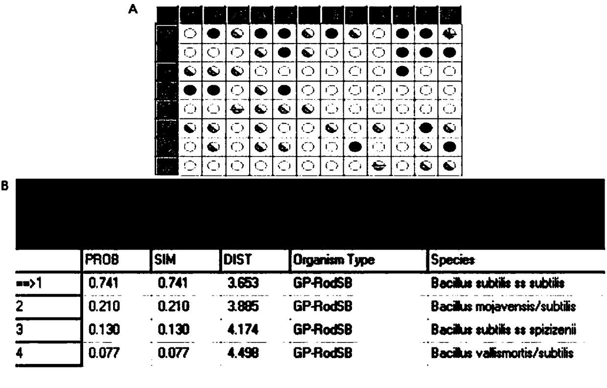 Bacillus pumilus s35 and application thereof