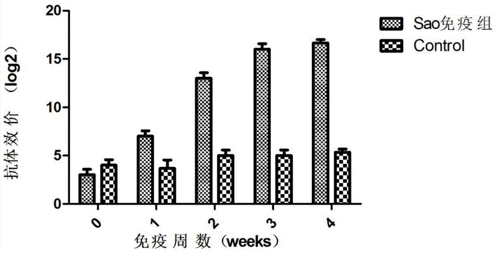 Streptococcus suis truncated protein Sao and application thereof