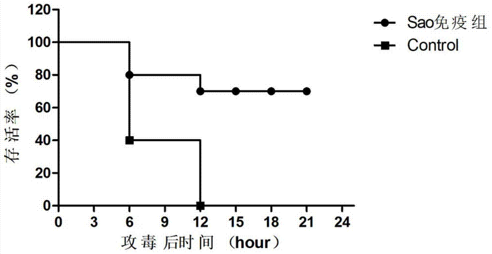 Streptococcus suis truncated protein Sao and application thereof