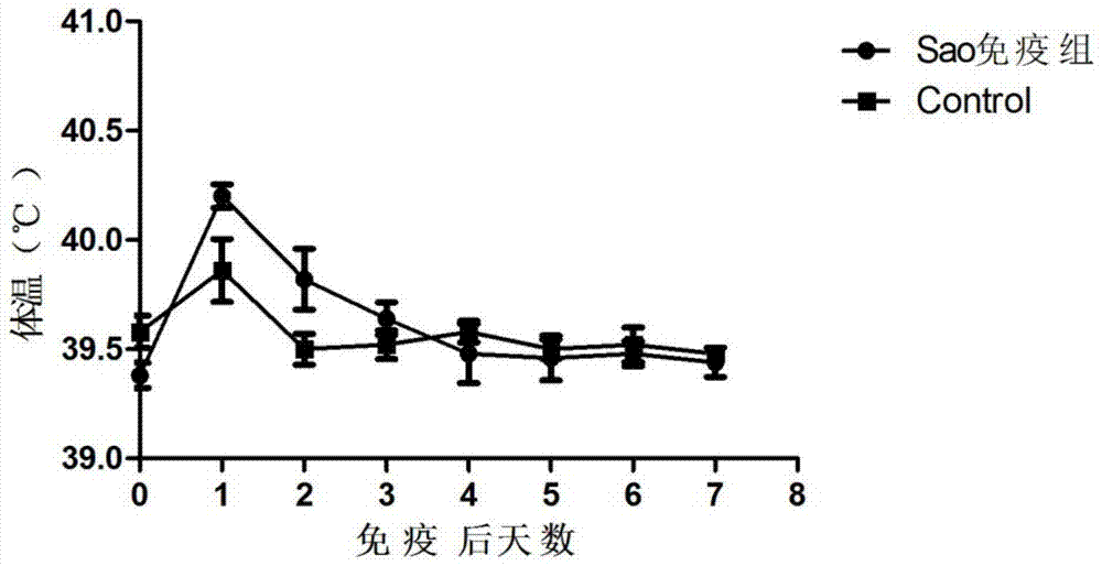 Streptococcus suis truncated protein Sao and application thereof