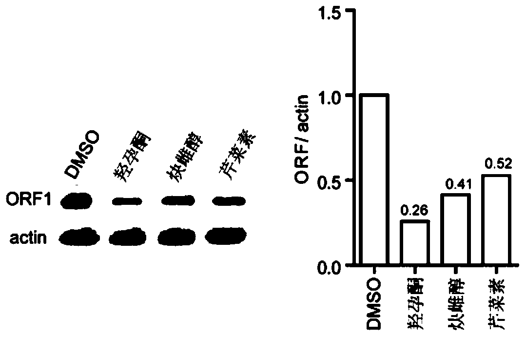 Screening model and screening method for anticancer drugs targeting LINE-1 ORF1 protein