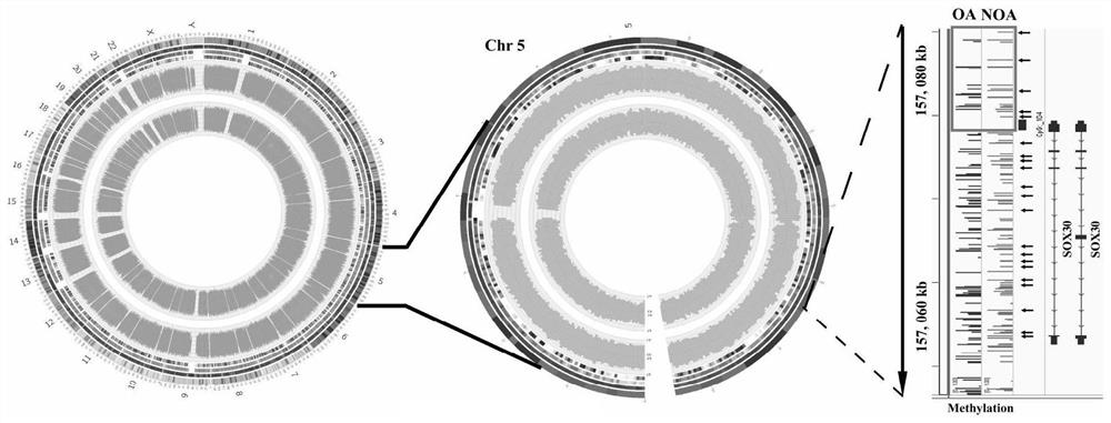 A diagnostic kit for non-obstructive azoospermia