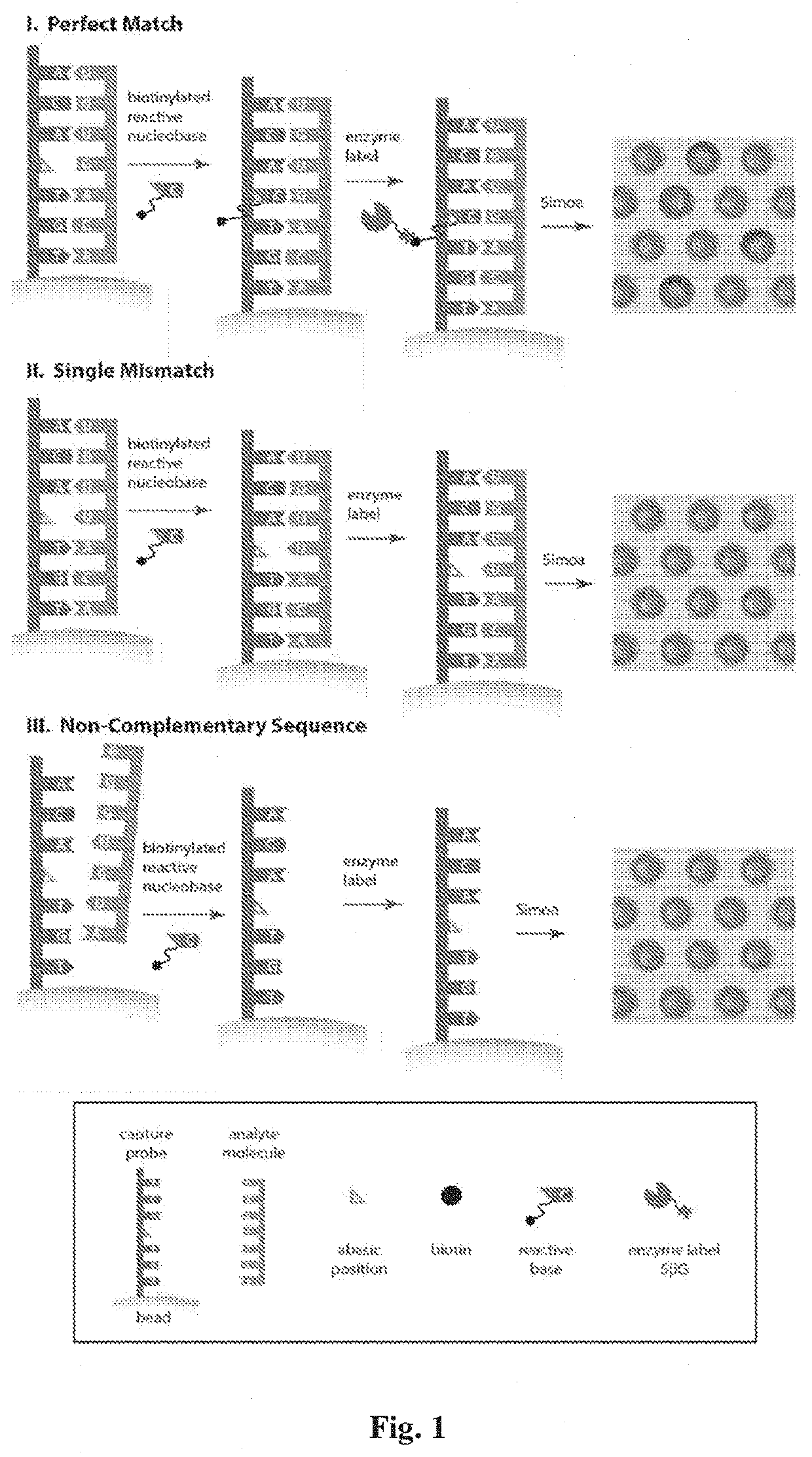 Single molecule detection and quantification of nucleic acids with single base specificity