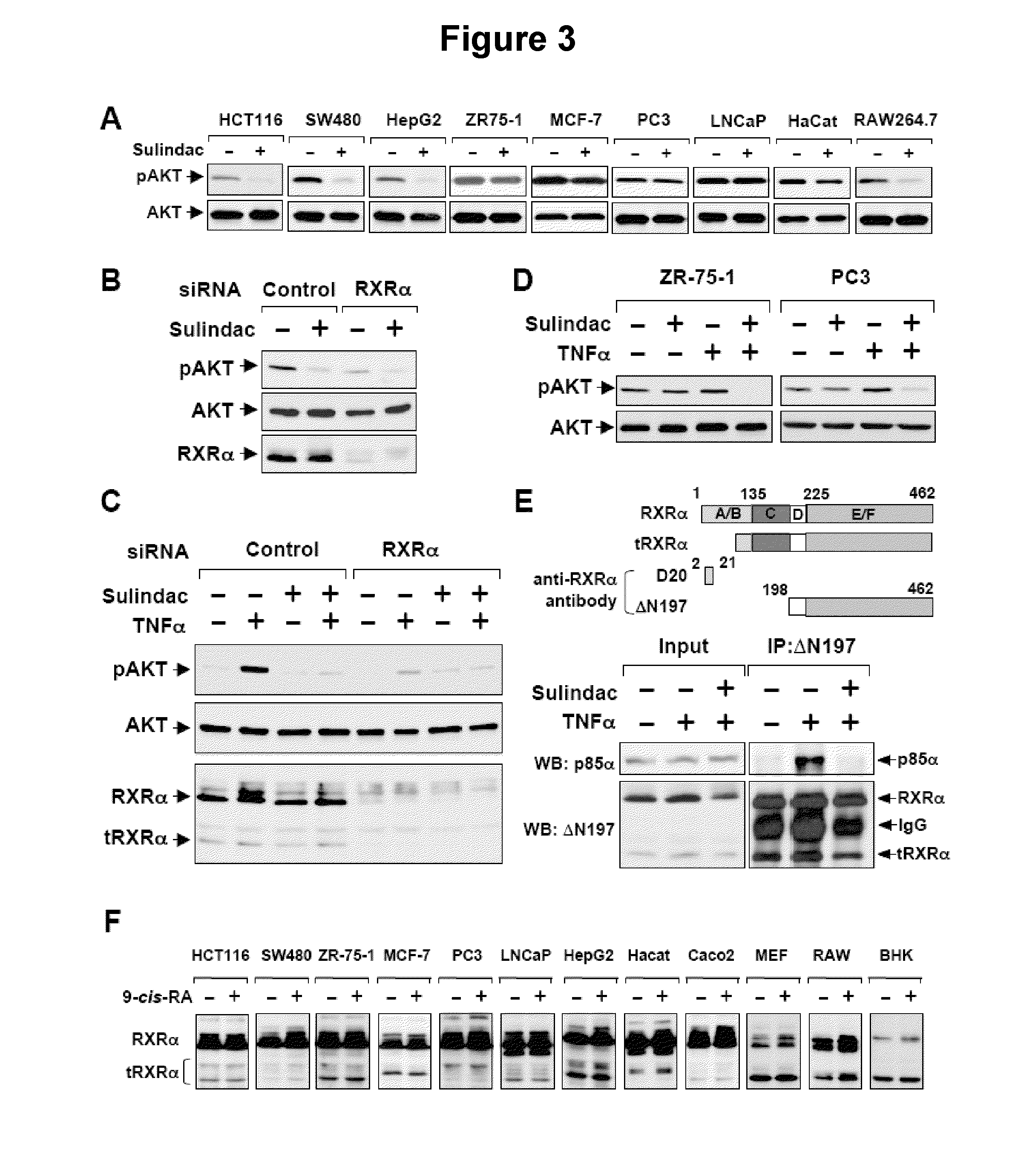 Methods and compositions related to a retinoid receptor-selective pathway