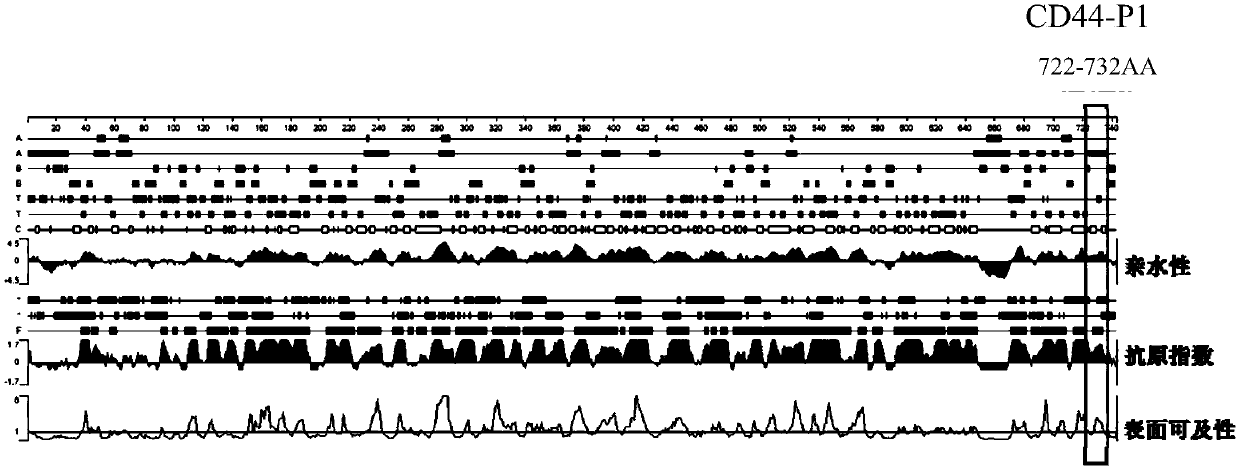 Antigen epitope polypeptide CD44-P3 based on prostate cancer stem cell marker CD44 and application thereof