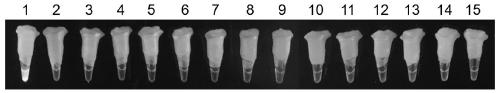 Bipolaris sorokiniana loop mediated isothermal amplification (LAMP) detection primer group and application thereof