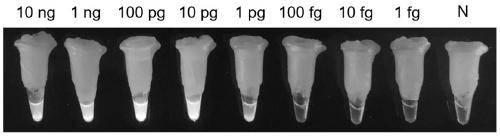 Bipolaris sorokiniana loop mediated isothermal amplification (LAMP) detection primer group and application thereof