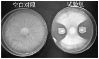 Strain for preventing and treating greenhouse tomato continuous cropping common diseases and composite microbial agent thereof