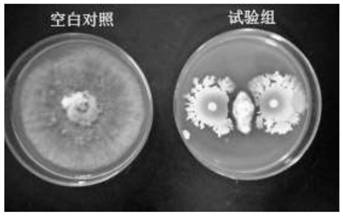 Strain for preventing and treating greenhouse tomato continuous cropping common diseases and composite microbial agent thereof