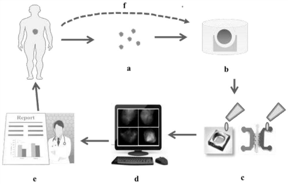 Tumor precise and personalized drug treatment method and application