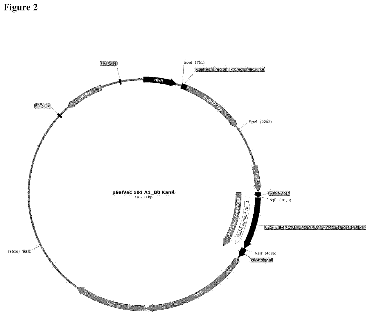 Salmonella vaccine for the treatment of coronavirus