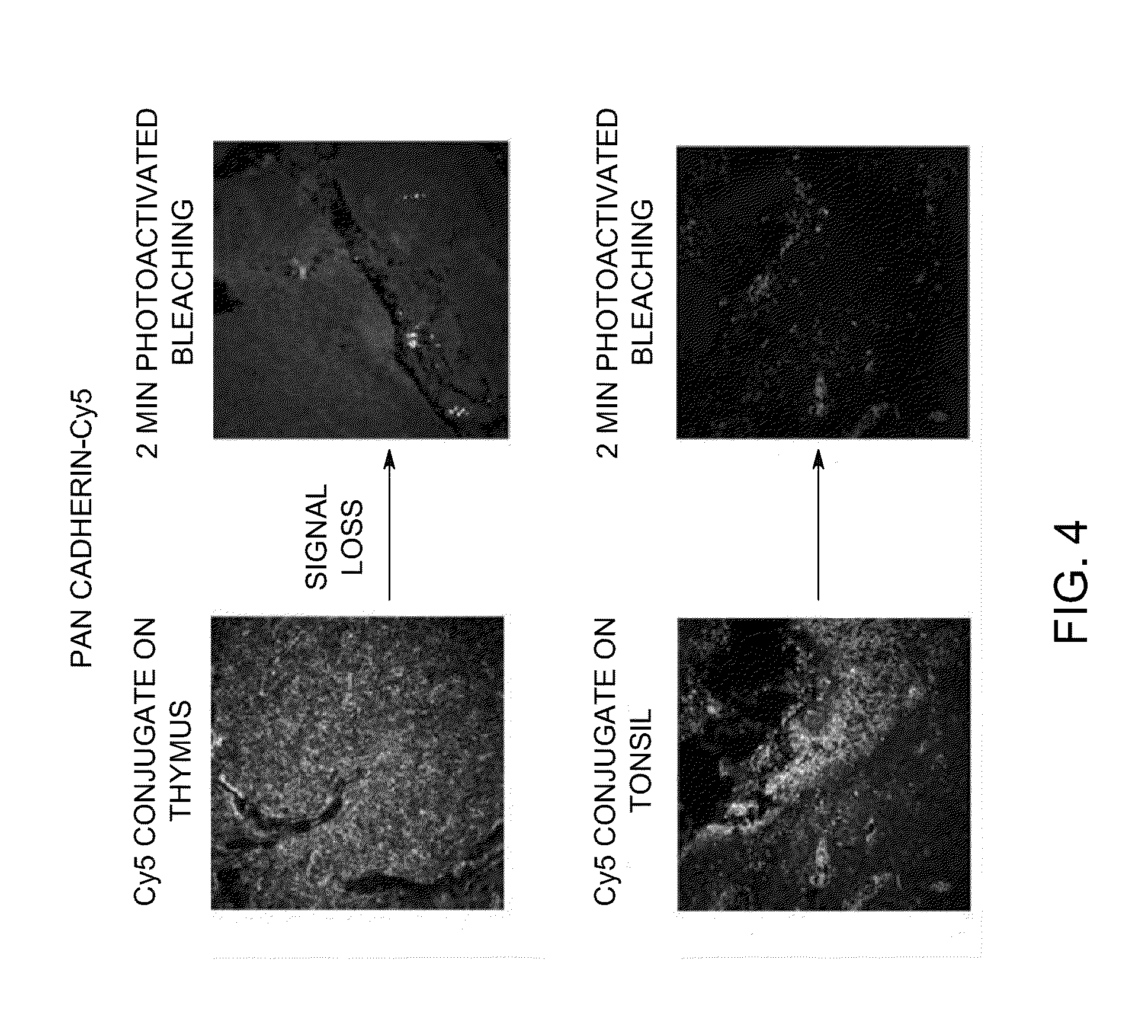 Photoactivated chemical bleaching of dyes