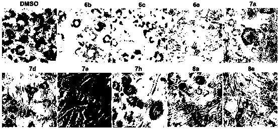 Anti-obesity compound and preparing method and application thereof