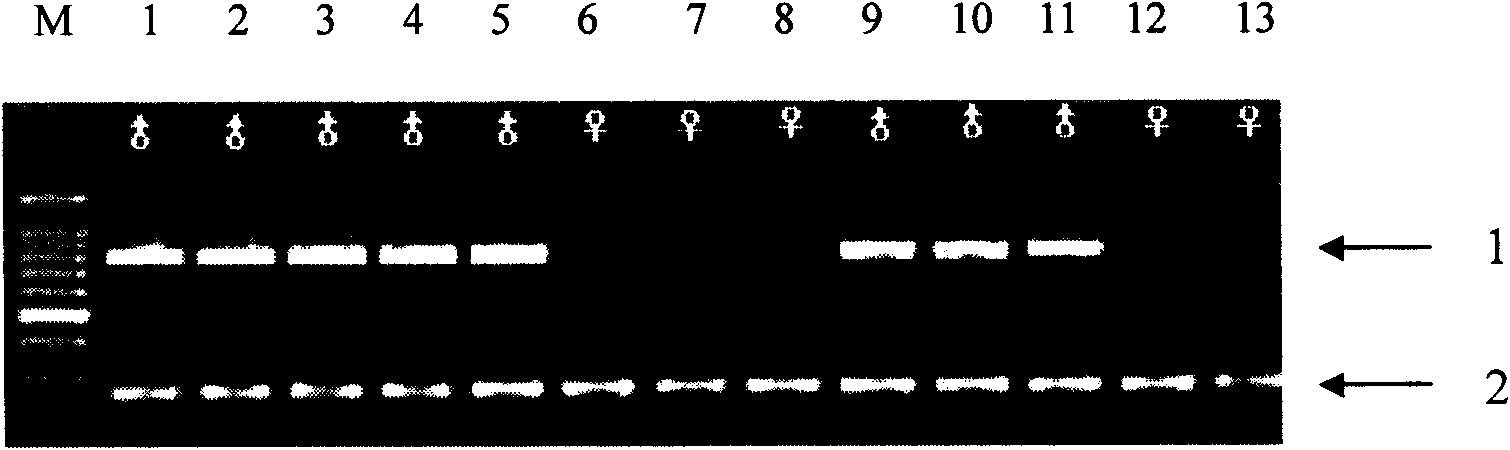 Molecular biology method for identifying gender of chub fry